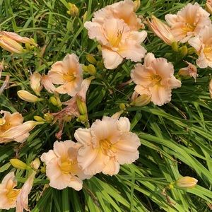 Meet your Posher, Christin